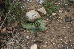 Ledebouria ensifolia