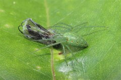 Araneus talipedatus
