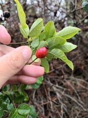 Rosa rubiginosa