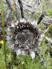 Protea obtusifolia