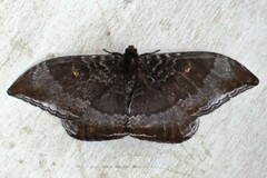 Cyclidia orciferaria