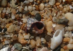 Nodilittorina pyramidalis