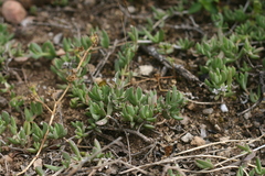 Delosperma litorale
