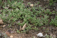 Delosperma litorale