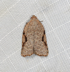 Meritastis piperata