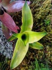 Bromeliaceae