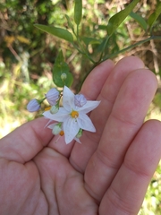Solanum laxum