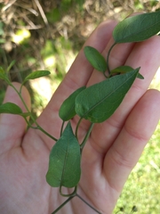 Solanum laxum