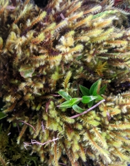 Bryophyta