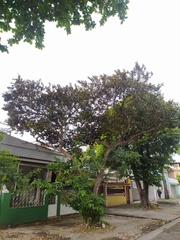 Chrysophyllum cainito