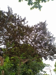 Chrysophyllum cainito