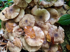 Armillaria novae-zelandiae
