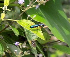 Neocollyris
