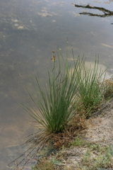 Juncus acutus