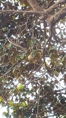 Chrysophyllum cainito