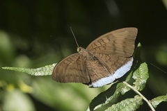 Tanaecia julii