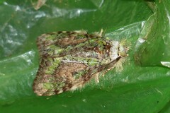 Somera viridifusca