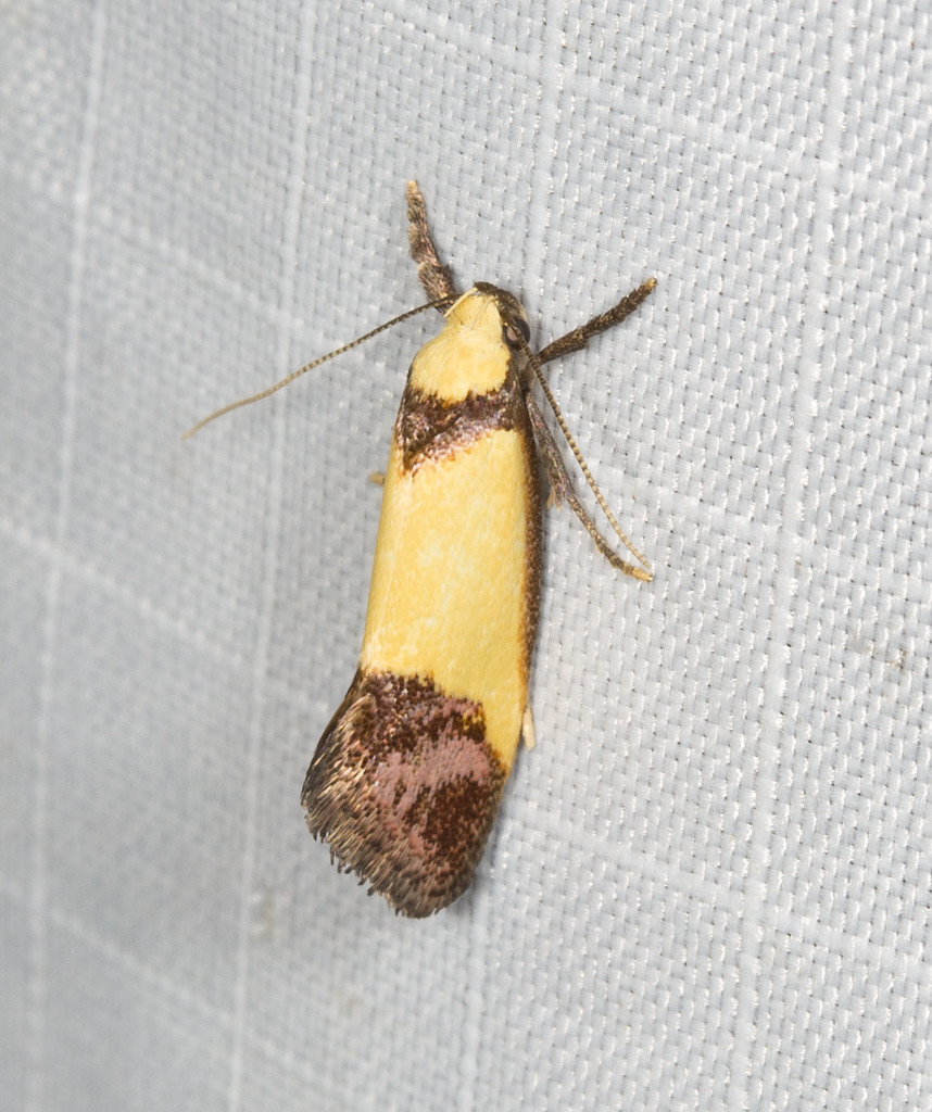 Crepidosceles timalphes