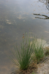 Juncus acutus