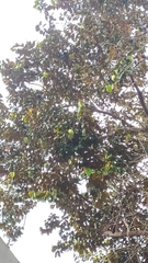 Chrysophyllum cainito