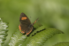 Heliophorus epicles