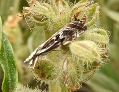 Catoptria oregonicus