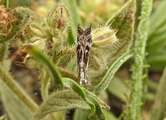 Catoptria oregonicus