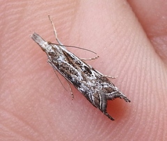 Catoptria oregonicus