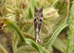 Catoptria oregonicus