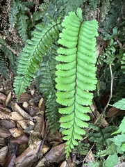 Hymenasplenium cheilosorum