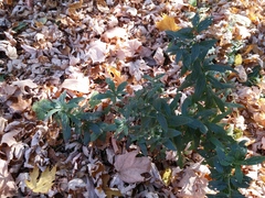 Lithospermum officinale