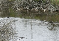 Gallinula chloropus meridionalis