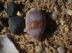 Talostolida pellucens