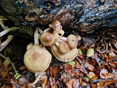 Armillaria novae-zelandiae