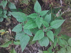 Laportea alatipes