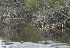 Gallinula chloropus meridionalis
