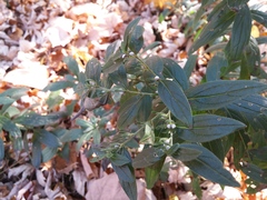Lithospermum officinale