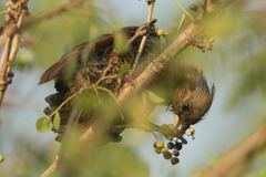 Colius striatus minor