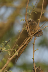 Colius striatus minor