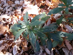 Lithospermum officinale
