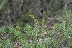 Crassula tetragona