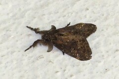 Dasychira chekiangensis