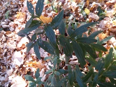 Lithospermum officinale