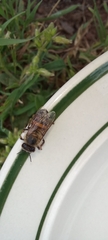 Apis mellifera capensis