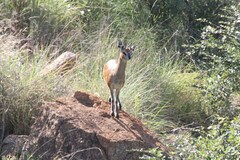 Oreotragus oreotragus transvaalensis