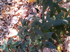 Lithospermum officinale