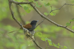 Terpsiphone viridis plumbeiceps