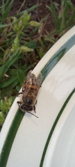 Apis mellifera capensis