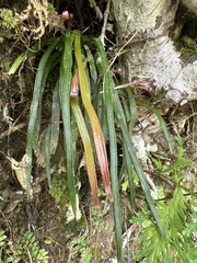 Haplopteris anguste-elongata