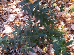 Lithospermum officinale